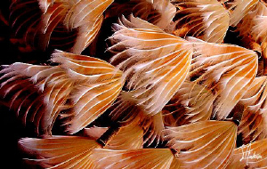 This image is of a Social Feather Duster found off the is... by Steven Anderson 